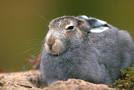 An arctic hare